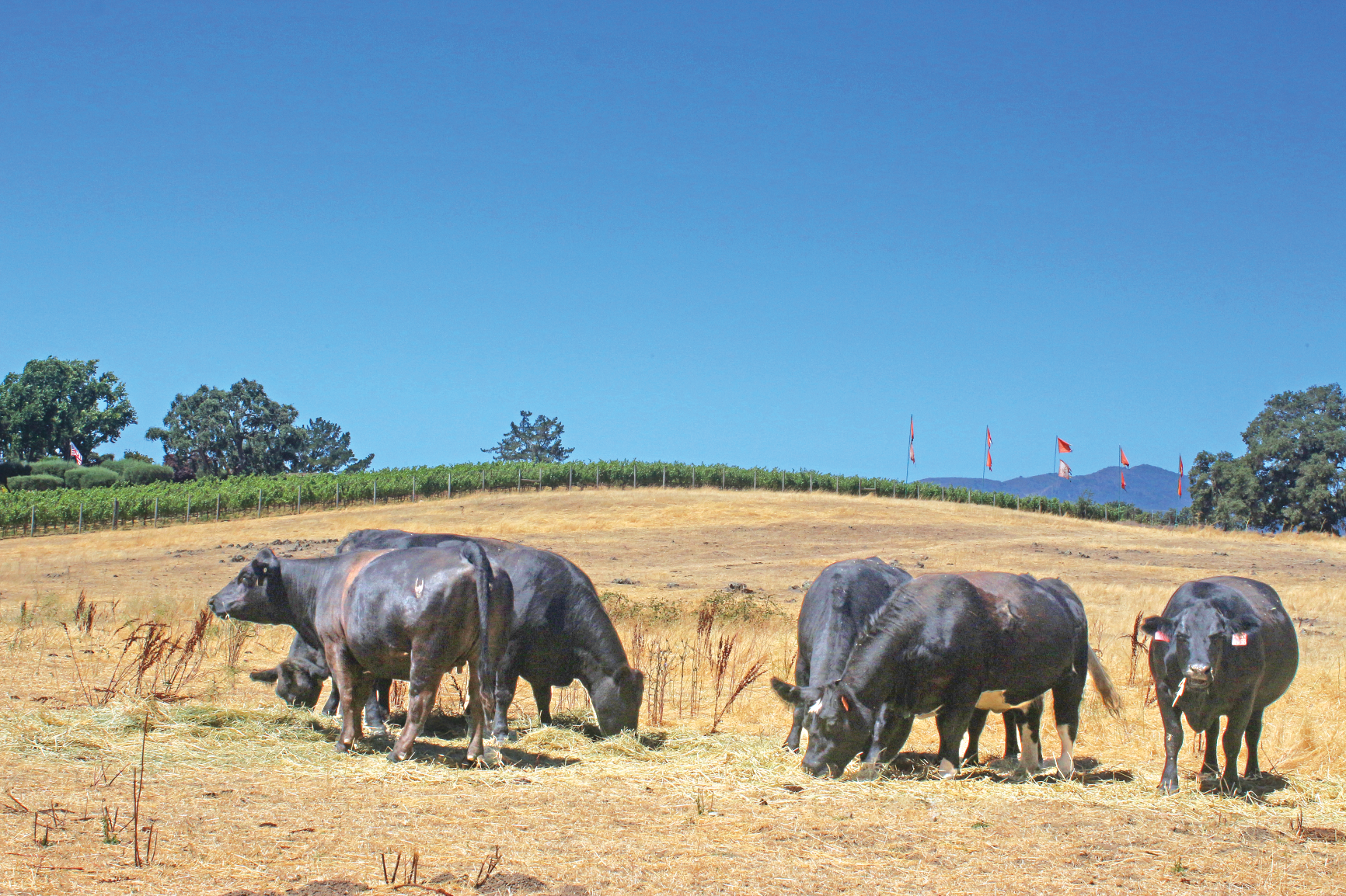 Beef, dairy cattle highlight conservation