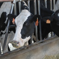 Avian flu cases in Central Valley tied to cow movement