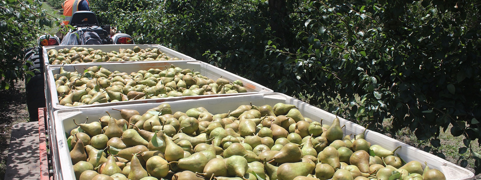 Del Monte troubles shake up pear season