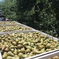 Del Monte troubles shake up pear season