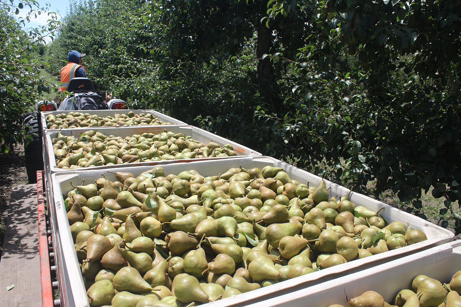 Del Monte troubles shake up pear season