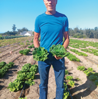 Spinach-lettuce hybrid turns romaine 'on its head'