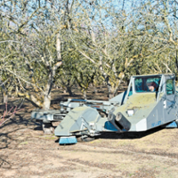 Orchard sanitation key to thwarting new beetle pest