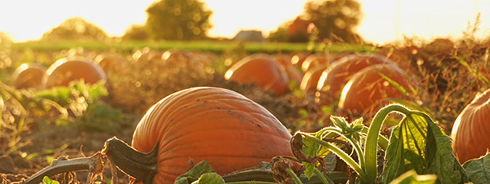 Agritourism insurance keeps pumpkin patch covered