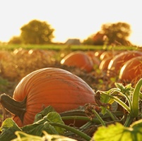 Agritourism insurance keeps pumpkin patch covered