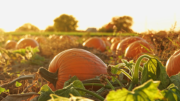 Agritourism insurance keeps pumpkin patch covered