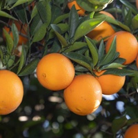 Smaller-sized navel oranges find use in juice plants