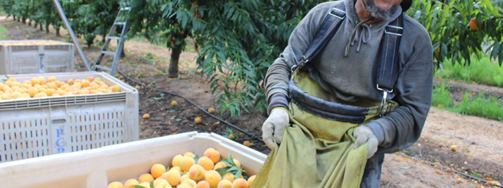 Crews rise early to harvest cling peaches