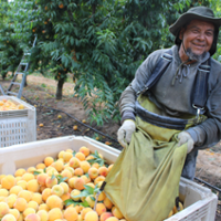 Crews rise early to harvest cling peaches