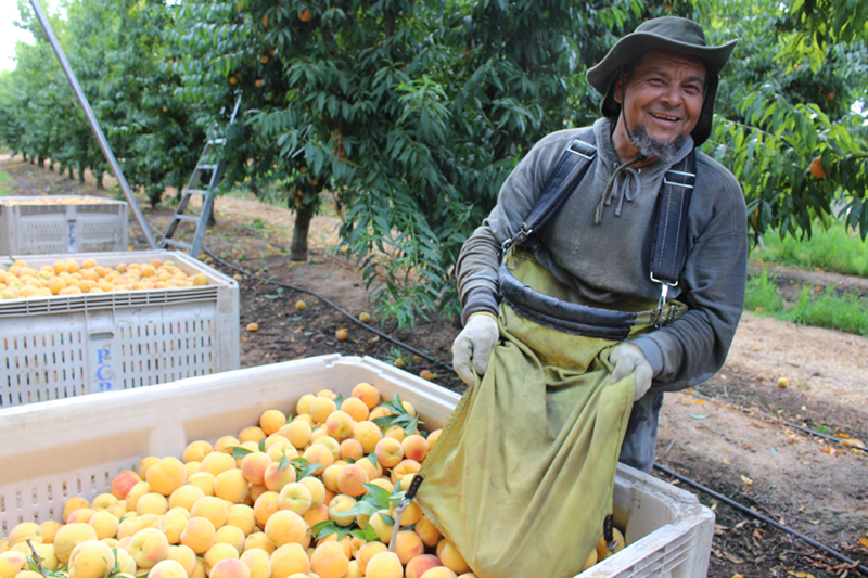 Crews rise early to harvest cling peaches