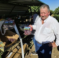 From the Fields: Mark Hall, Kern County table grape grower