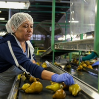 Pears hit fresh market as cannery resets