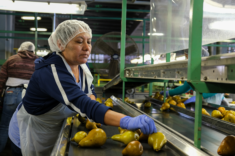 Pears hit fresh market as cannery resets