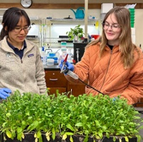 Research eyes arugula for downy mildew resistance