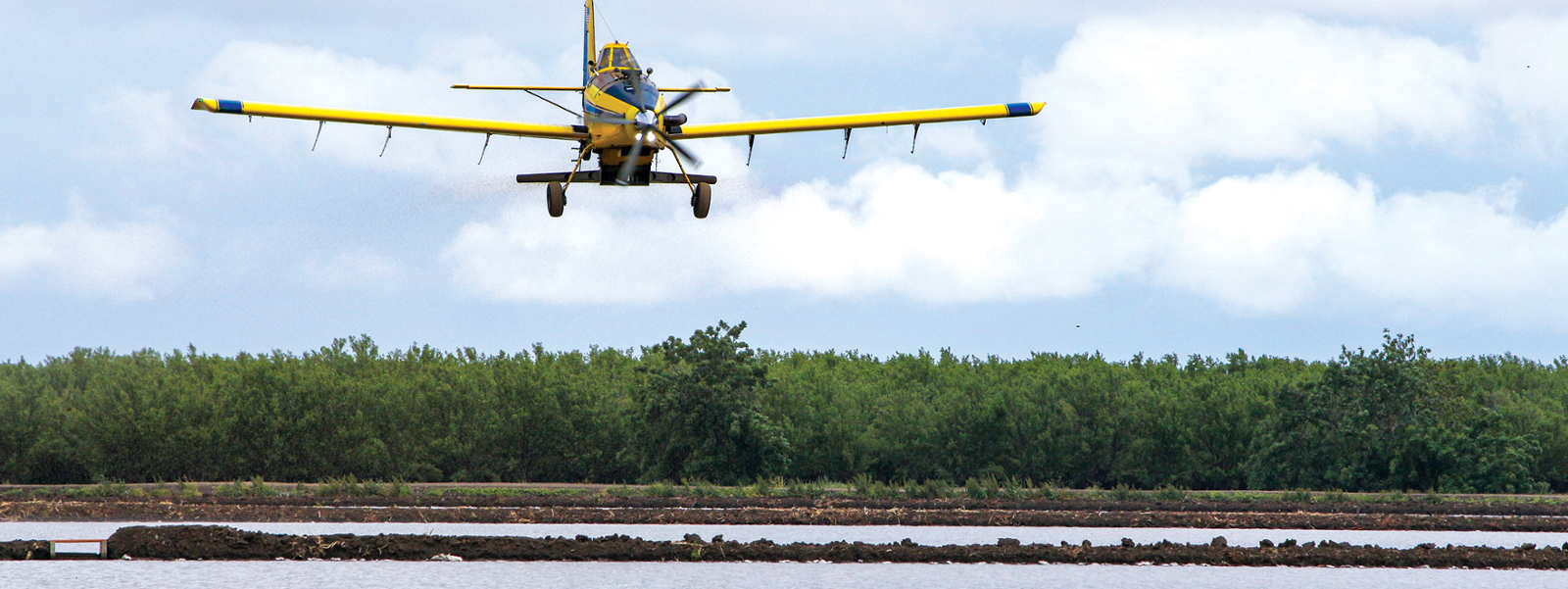 Wet year allows more rice to be planted