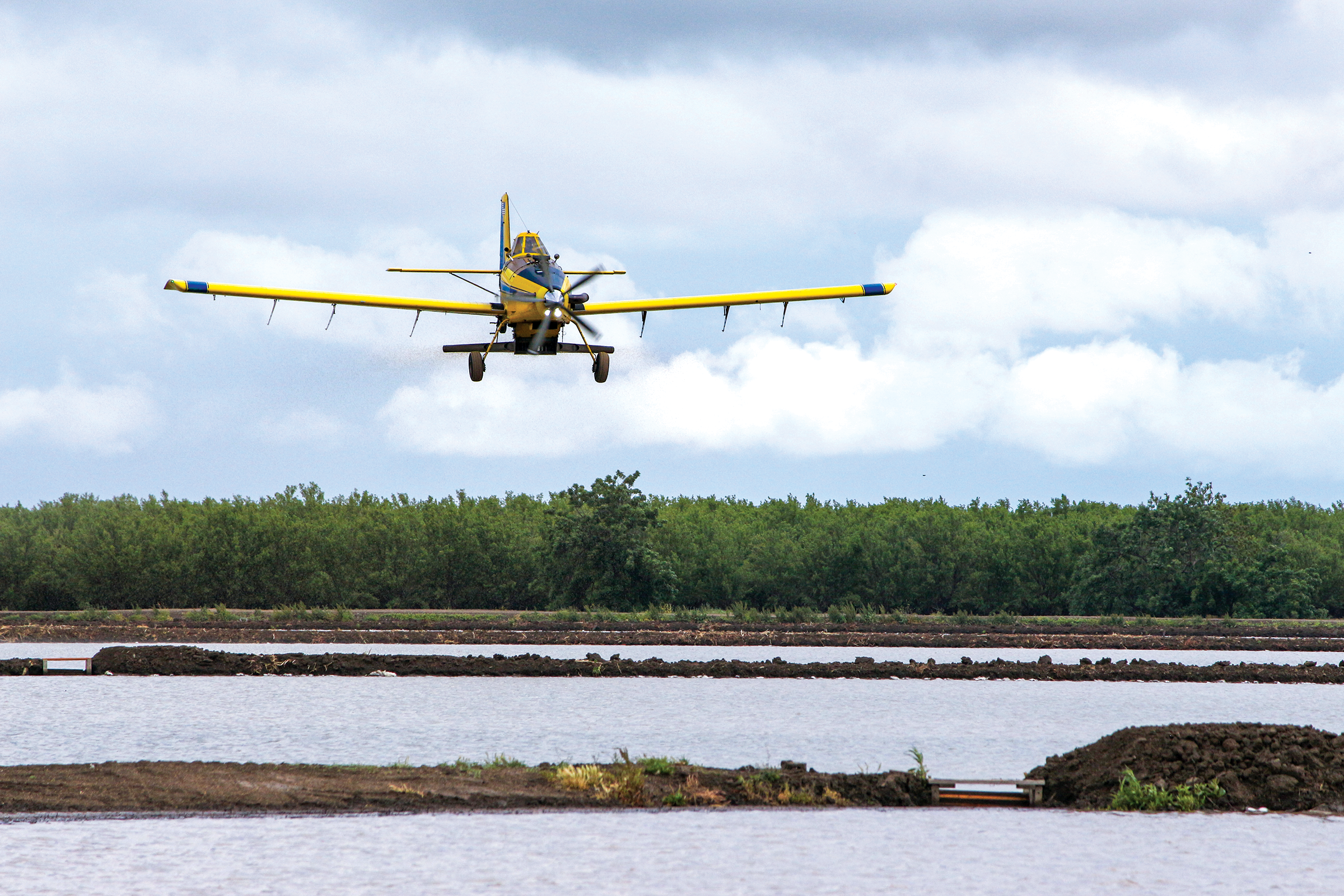 Wet year allows more rice to be planted