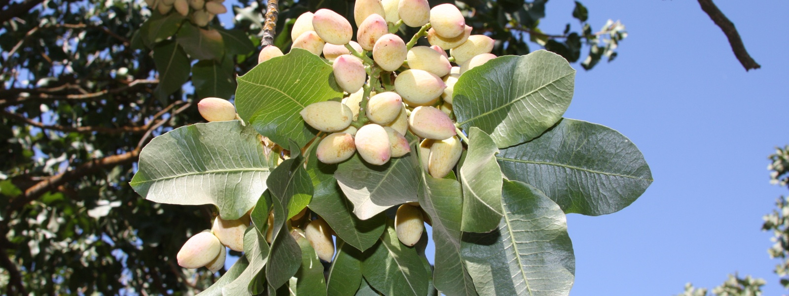 Pistachio growers hopeful about potential record crop