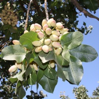 Pistachio growers hopeful about potential record crop