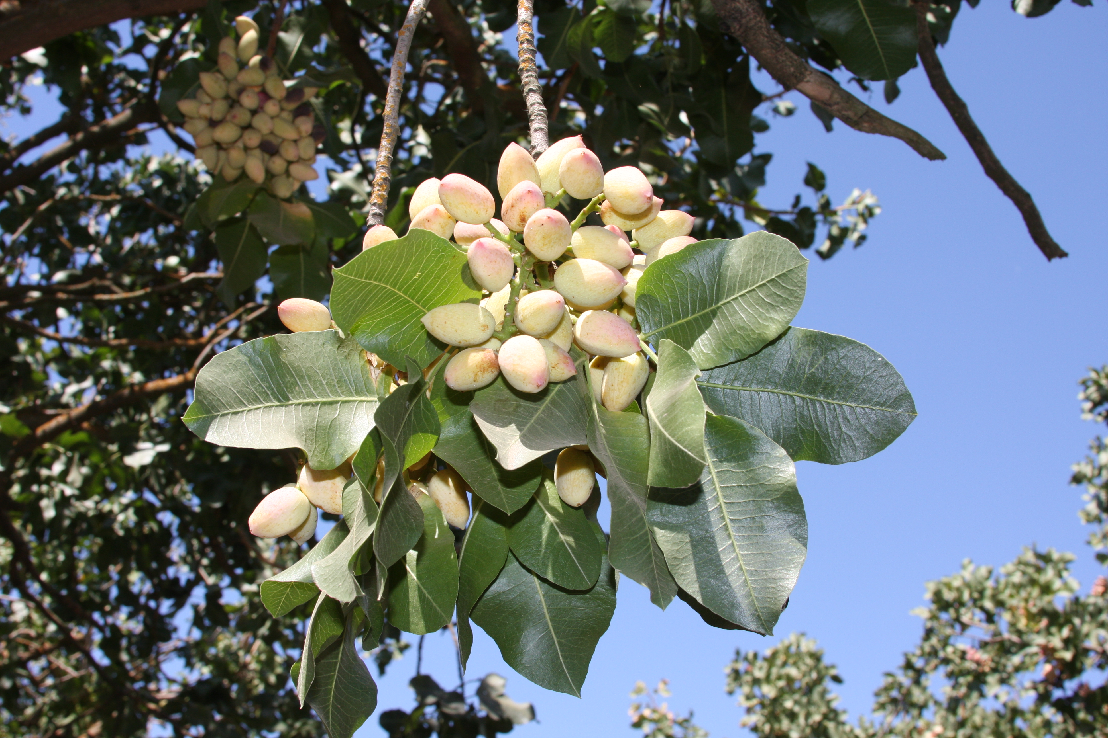 Pistachio growers hopeful about potential record crop