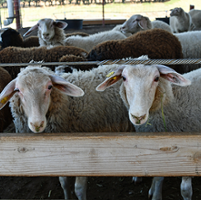 Waste wool finds alternative use as fertilizer pellets 