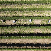 Survey finds deeply integrated vineyard workforce