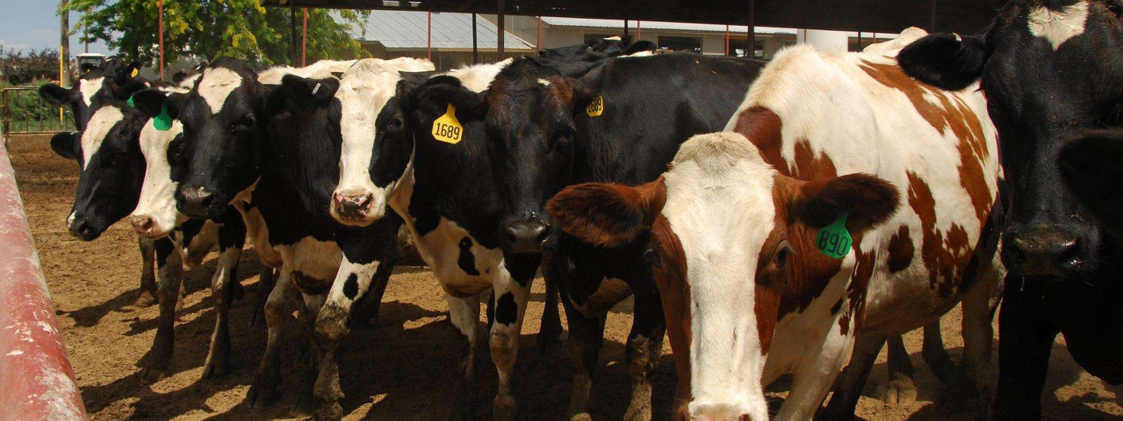 Avian flu in dairy cows puts focus on cattle movement