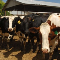 Avian flu in dairy cows puts focus on cattle movement