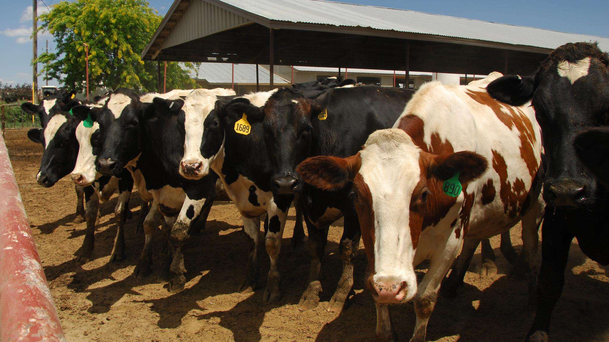 Avian flu in dairy cows puts focus on cattle movement