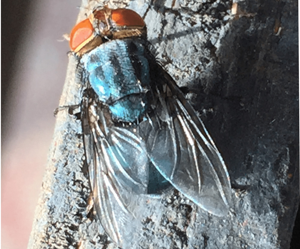 It's not too soon to prepare for screwworm response