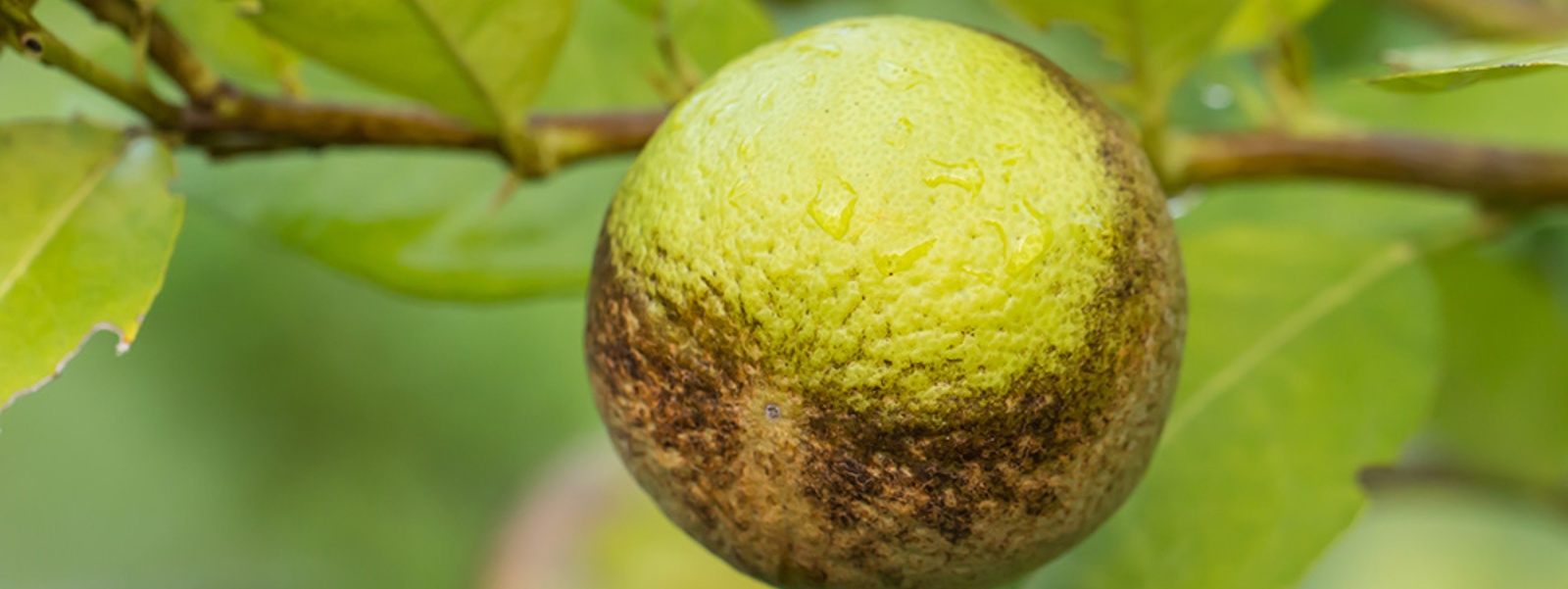 What options are available to manage citrus thrips?