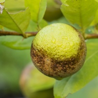 What options are available to manage citrus thrips?