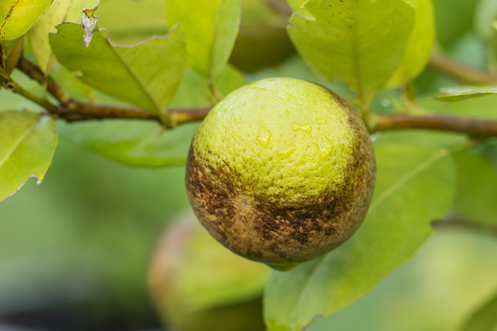 What options are available to manage citrus thrips?