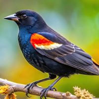 Advocacy in Action: Tricolored blackbird, government shutdown, farm bill, fumigation alternatives, air board workshop
