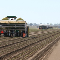 Tomato planting starts as canneries reduce acreage    