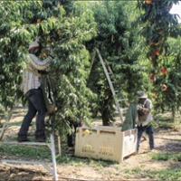 Shorter crop lifts prices for cling peaches