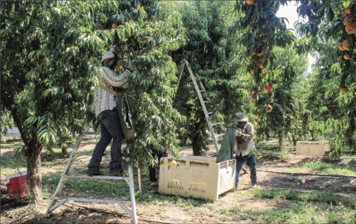 Shorter crop lifts prices for cling peaches