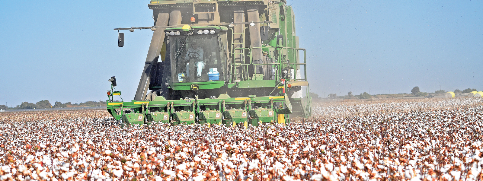 Weather, prices shrink cotton acreage in California