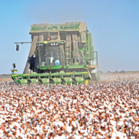 Weather, prices shrink cotton acreage in California