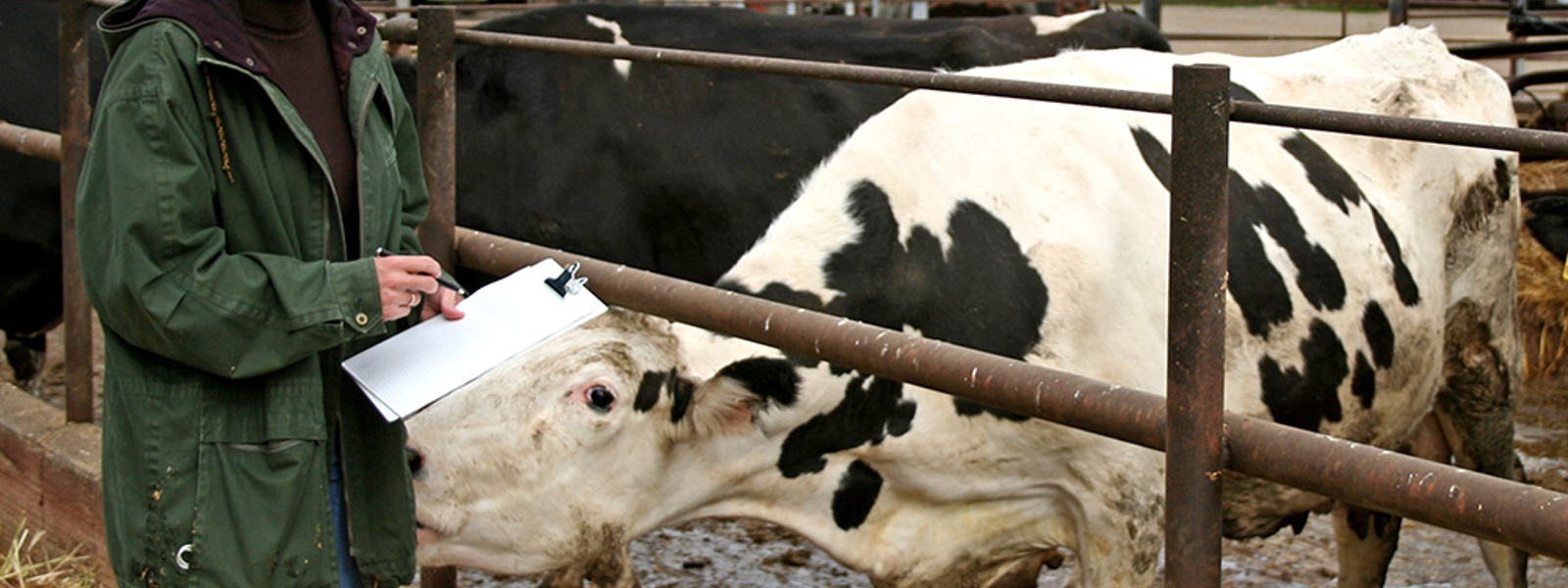 State vet reflects on her work as animal health chief&nbsp;