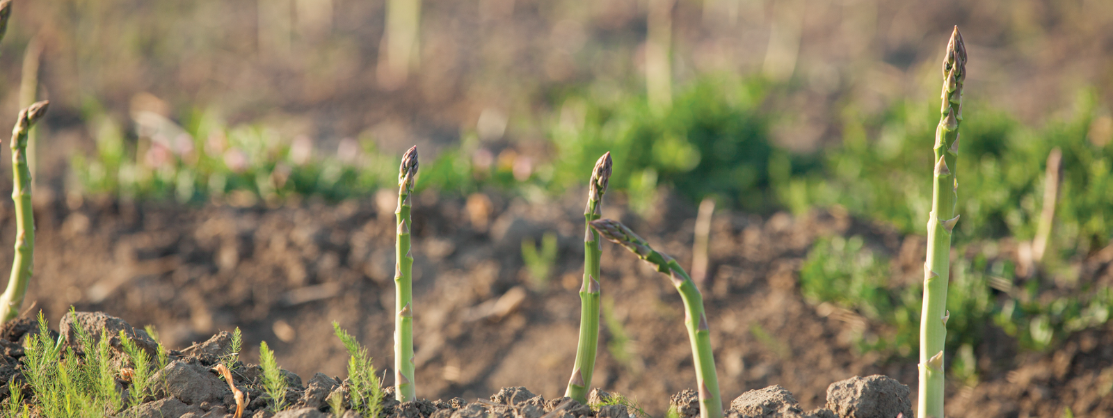 Despite drop in acreage, asparagus still being grown