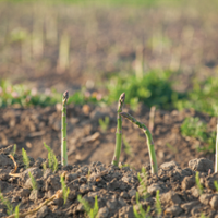 Despite drop in acreage, asparagus still being grown