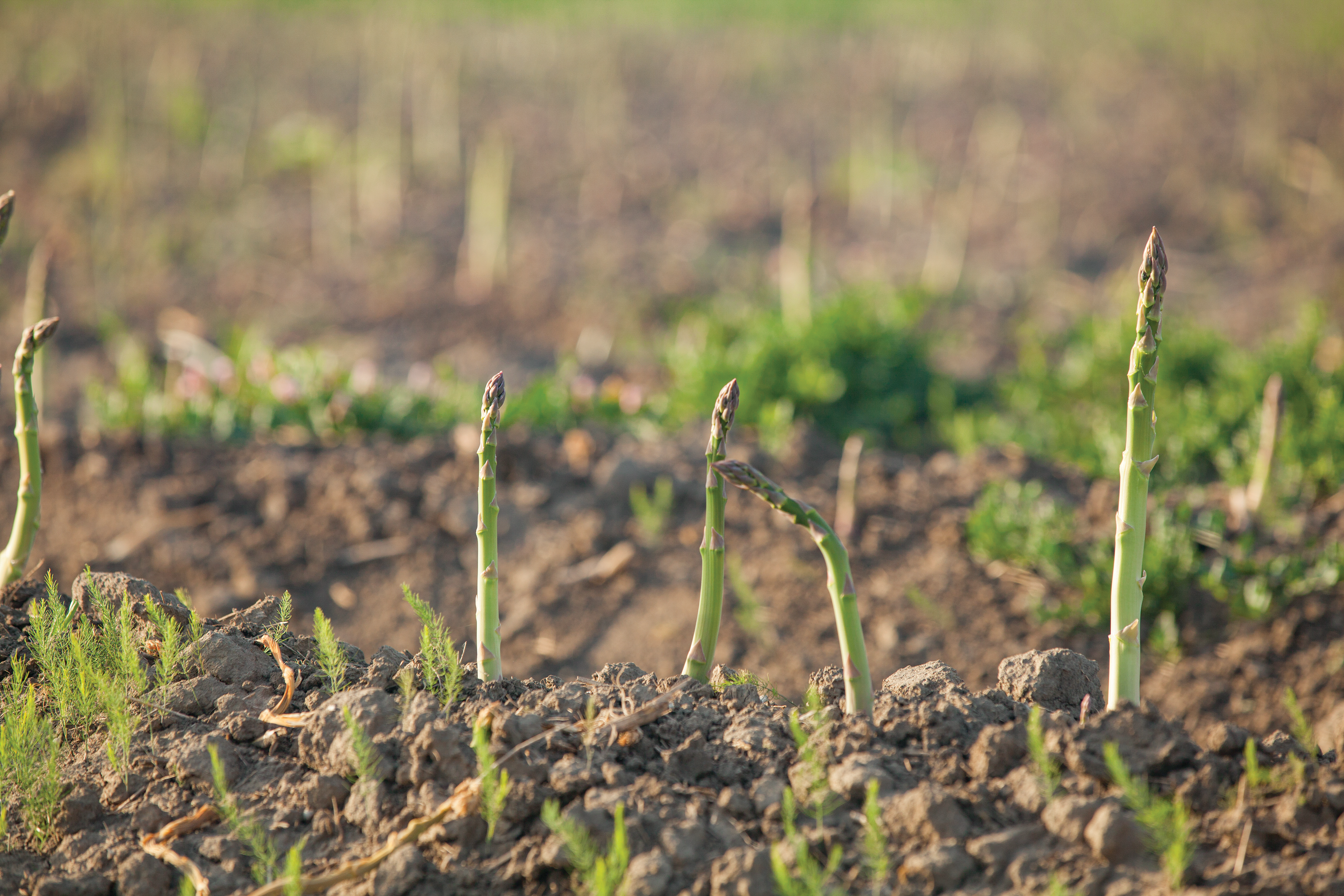 Despite drop in acreage, asparagus still being grown