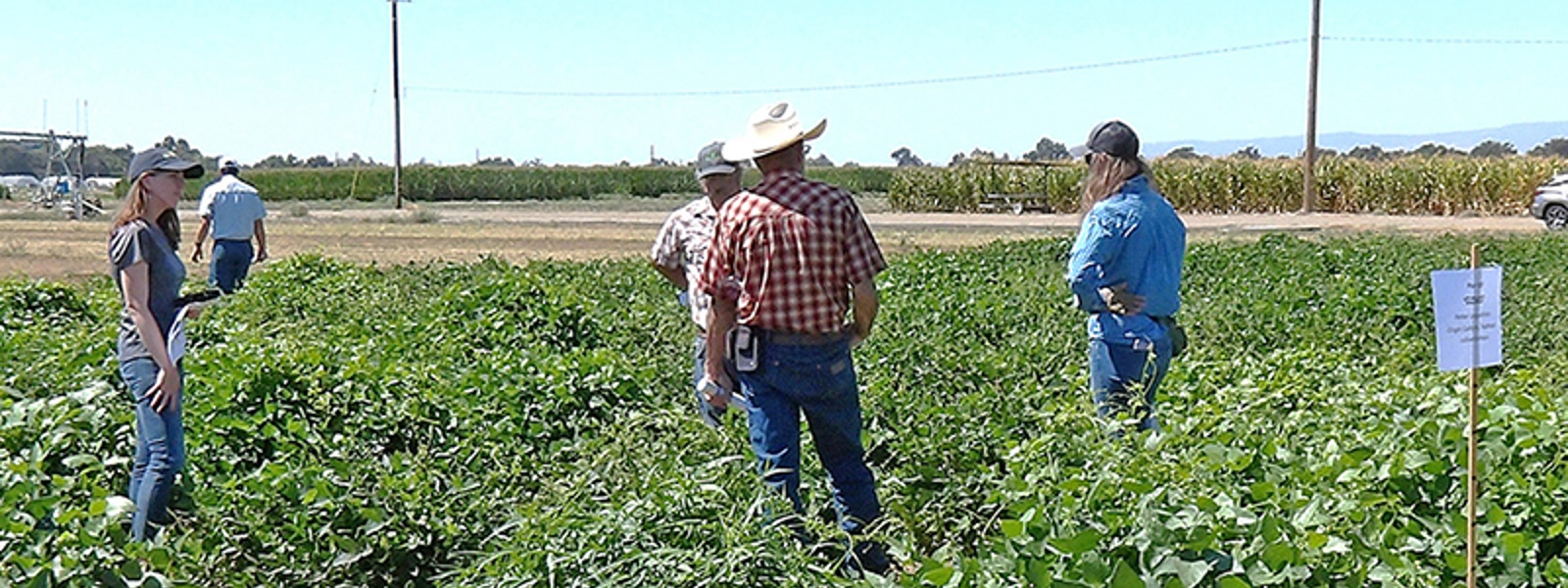 Researchers share latest advancements in dry beans