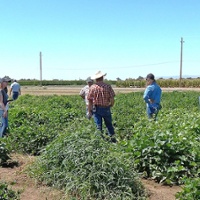 Researchers share latest advancements in dry beans