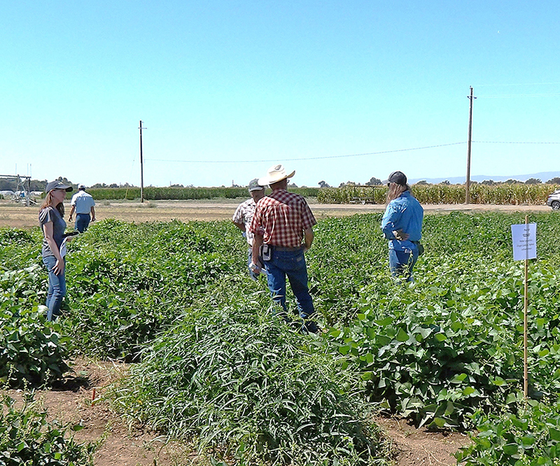 Researchers share latest advancements in dry beans