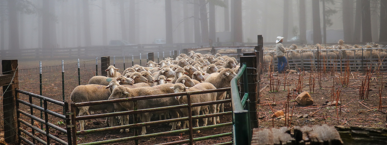 Rising wages test targeted grazing sector