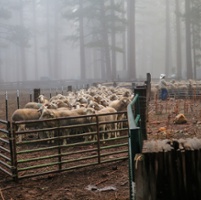 Rising wages test targeted grazing sector