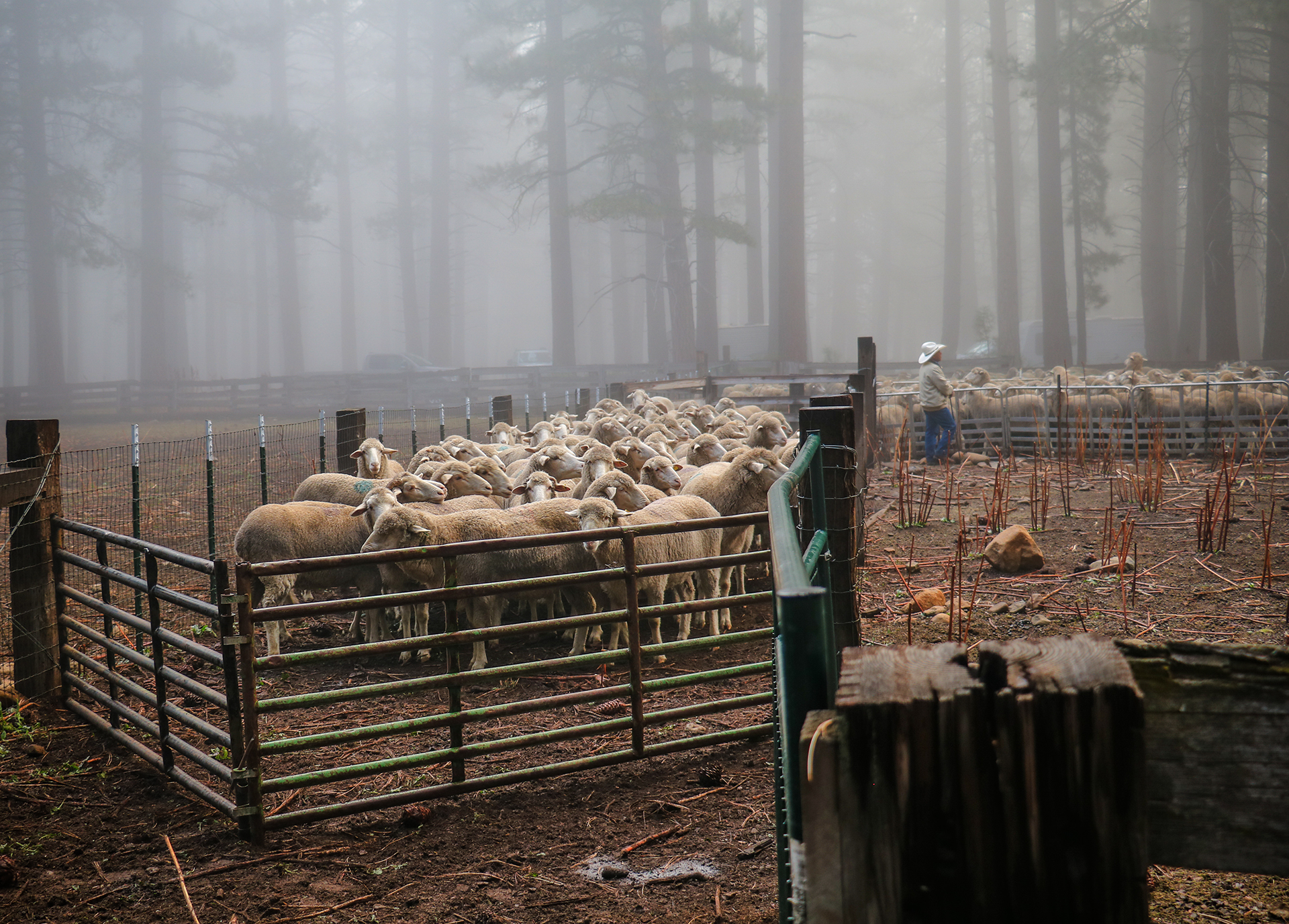 Rising wages test targeted grazing sector