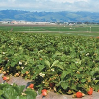 Automation remains elusive for strawberry farming