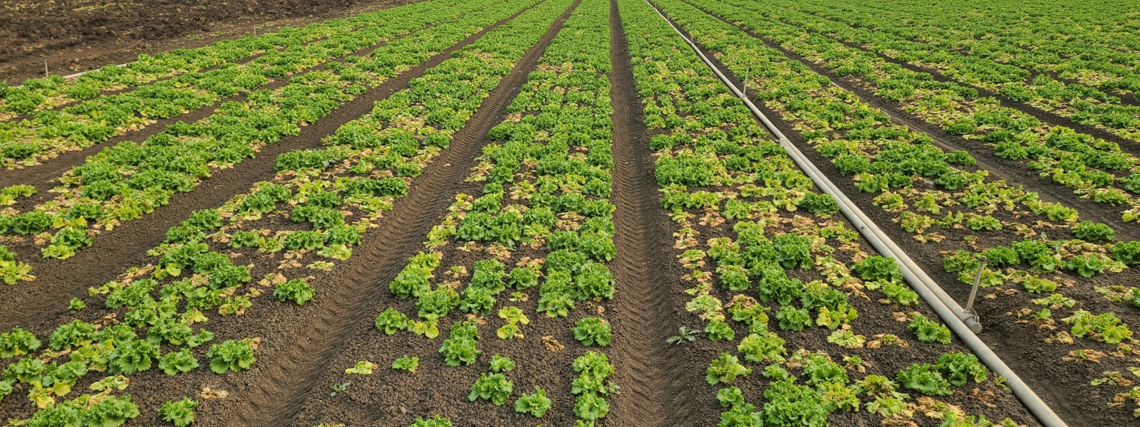 Weed control is key to protecting lettuce from virus